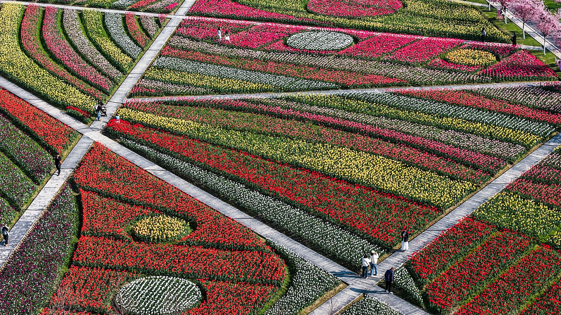 
                                People wander though tulip gardens at a scenic area in Jinhua City, China
                            