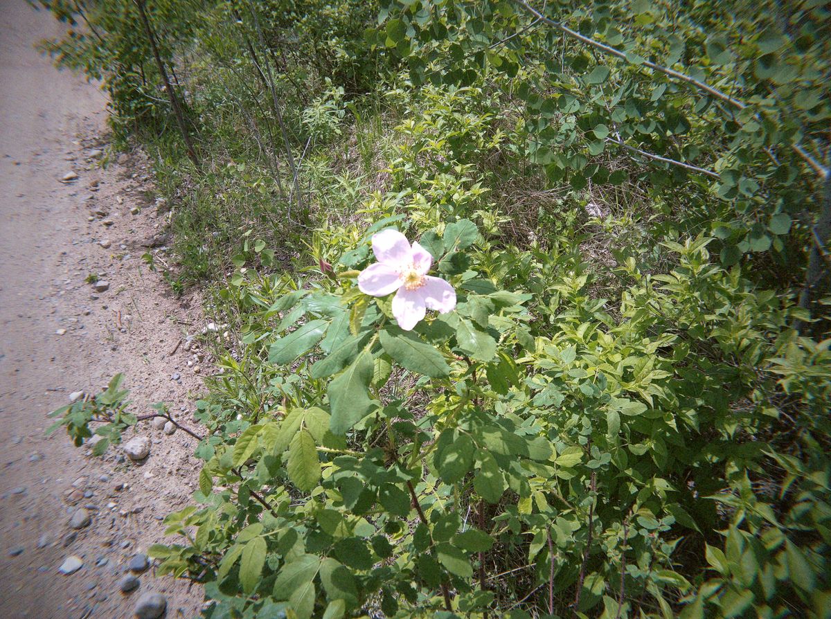 Image samples from the Flashback One35 V2