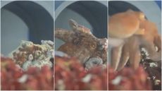An octopus in a laboratory changing from white to orange and swimming away