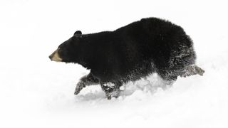 Black bear running through snow
