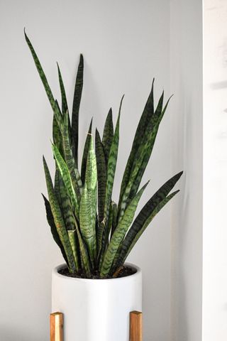 Best indoor plants: Snake plant