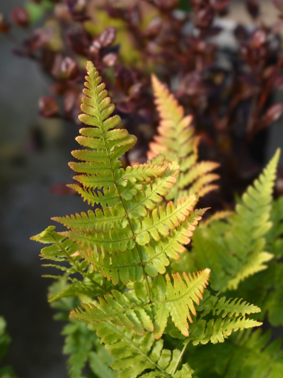 Wood Ferns In The Garden