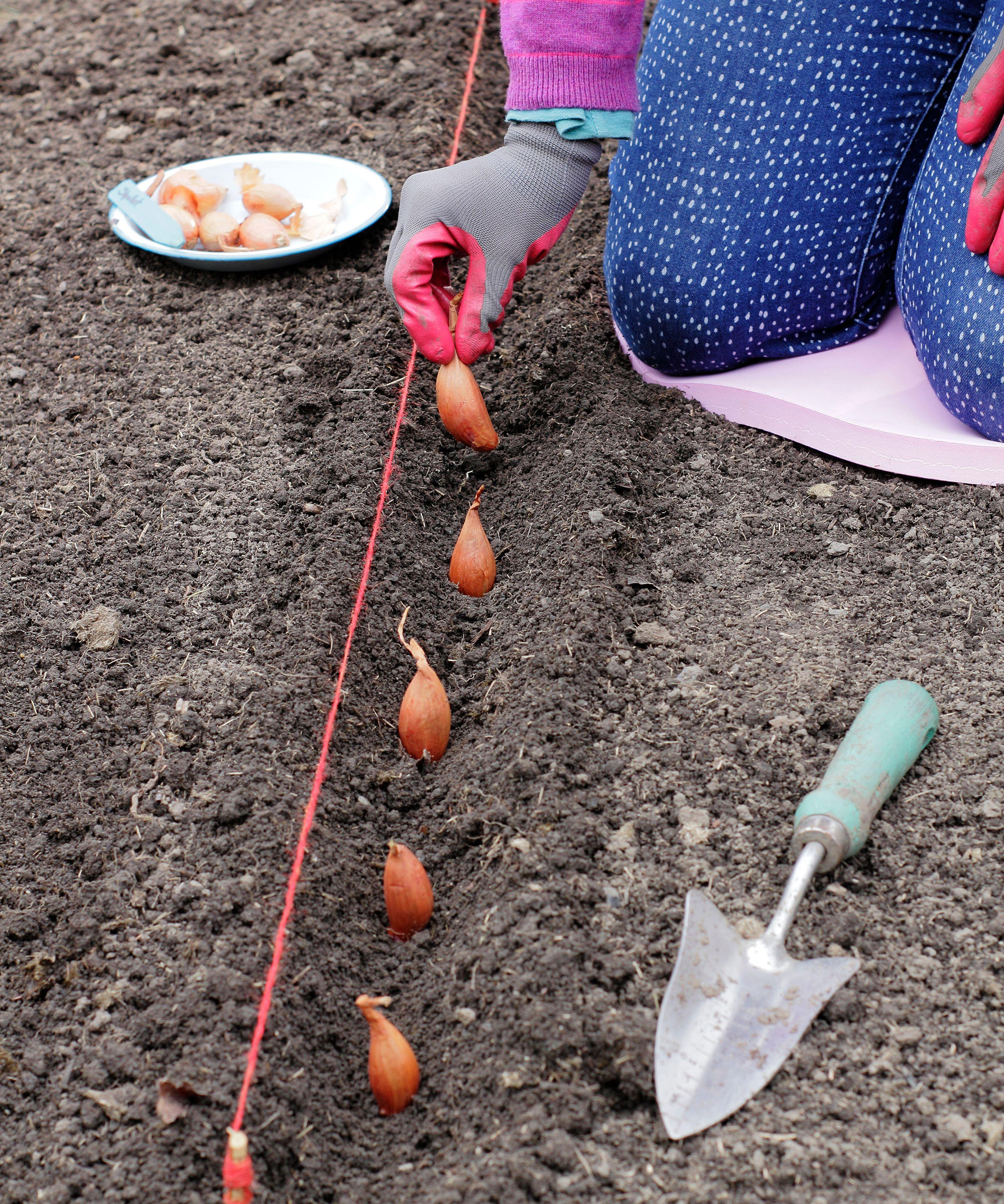 Woman planting shallots. Direct sowing of a set of &#039;Longor&#039; banana shallots in a vegetable garden