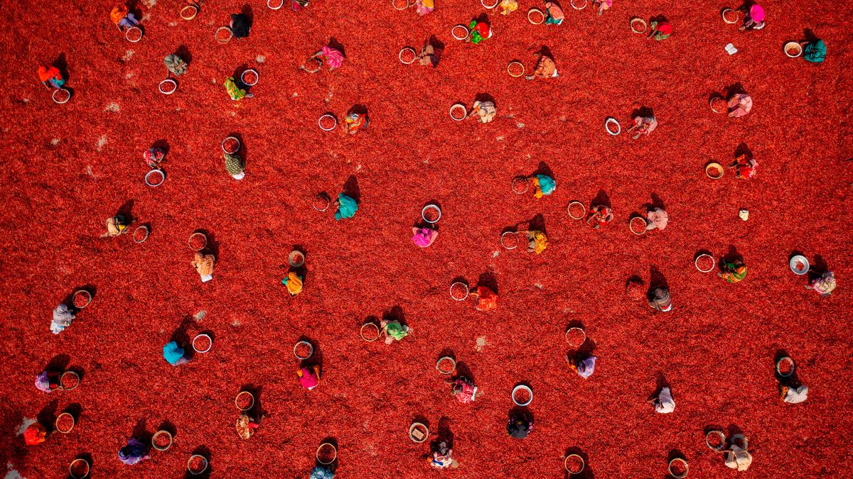 This vibrant bird’s-eye view of a chili farm in Bangladesh just won a major aerial photography award — and it was captured with a DJI Mavic 4 Pro