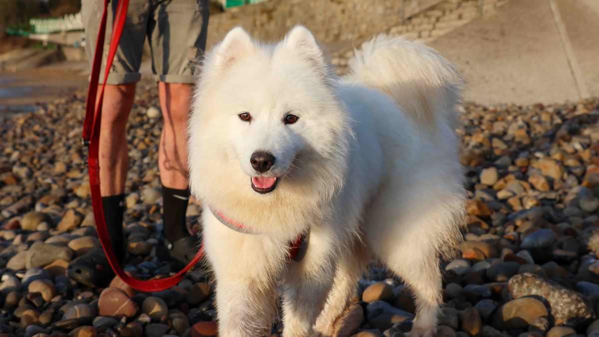 A photo of a Samoyed taken with the Canon EOS R7.