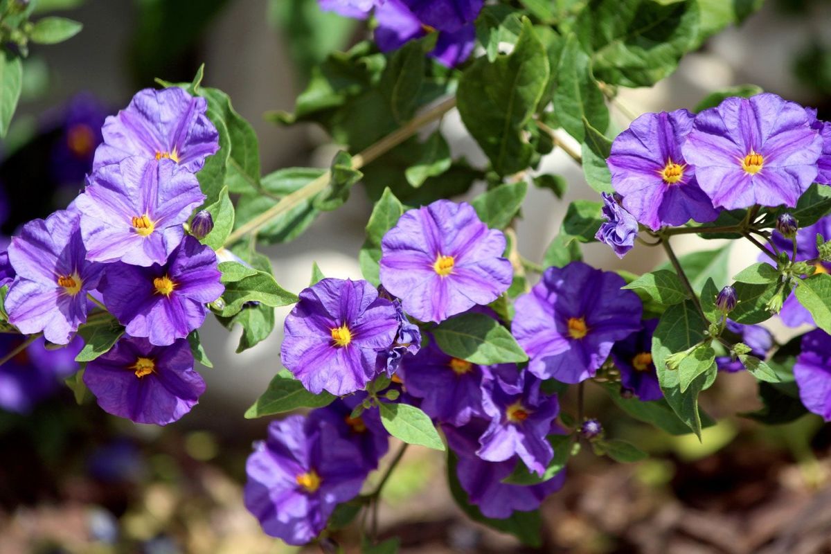 Potato Bush Care Learn About Blue Potato Bush Growing Conditions