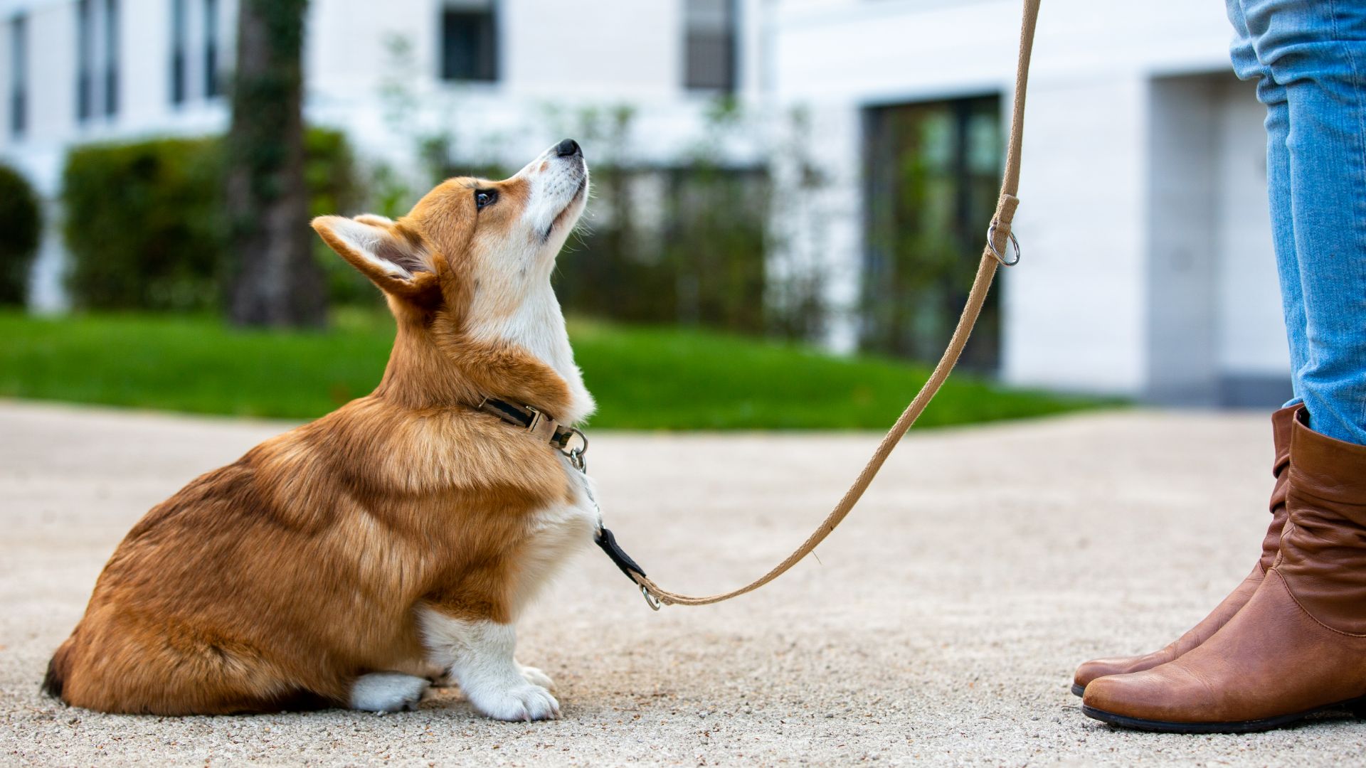 Dog sitting in driveway