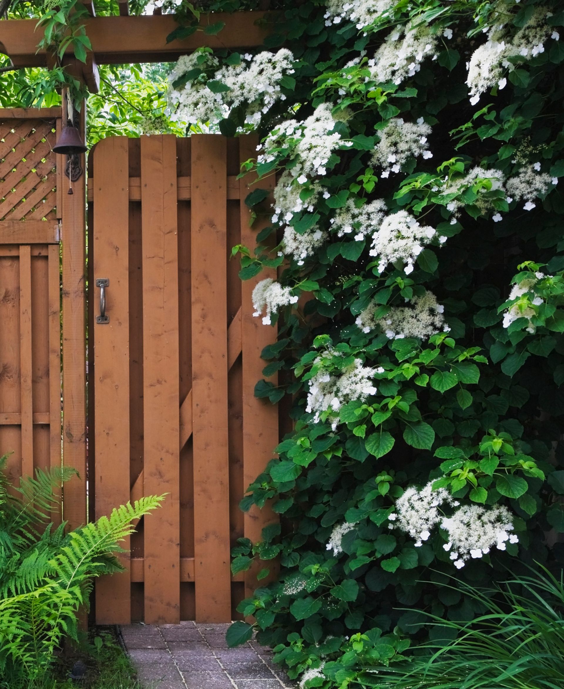 Best climbing plants 10 best climbers for your back yard Homes & Gardens