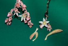Jimi Hendriz plant