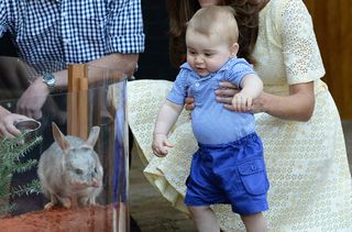 Prince George looking at a bilby