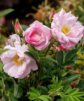 Rosa rugosa Seaside Swirl Blush pink rose in bloom