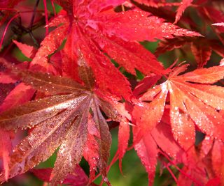 red acer leaves