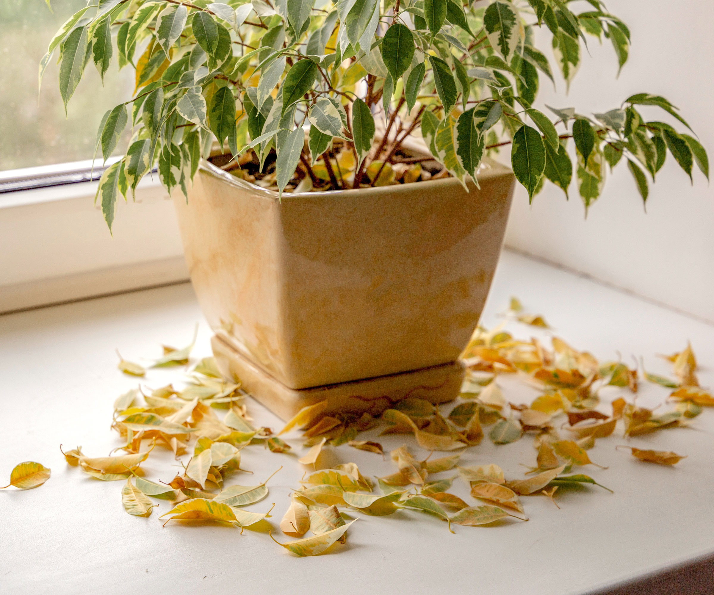 leaf drop around container plant on windowsill