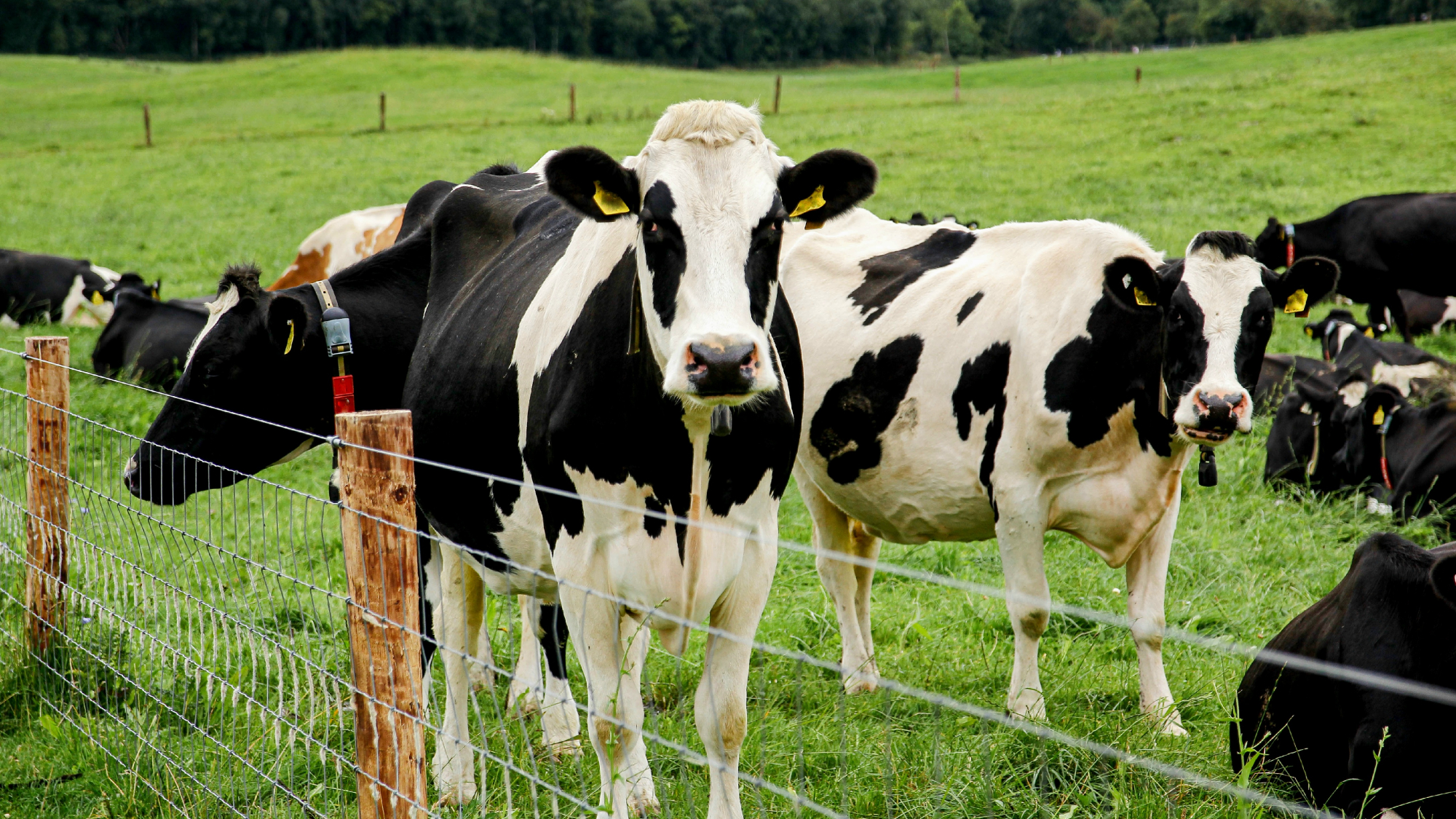 cows in a field behind a fence 
