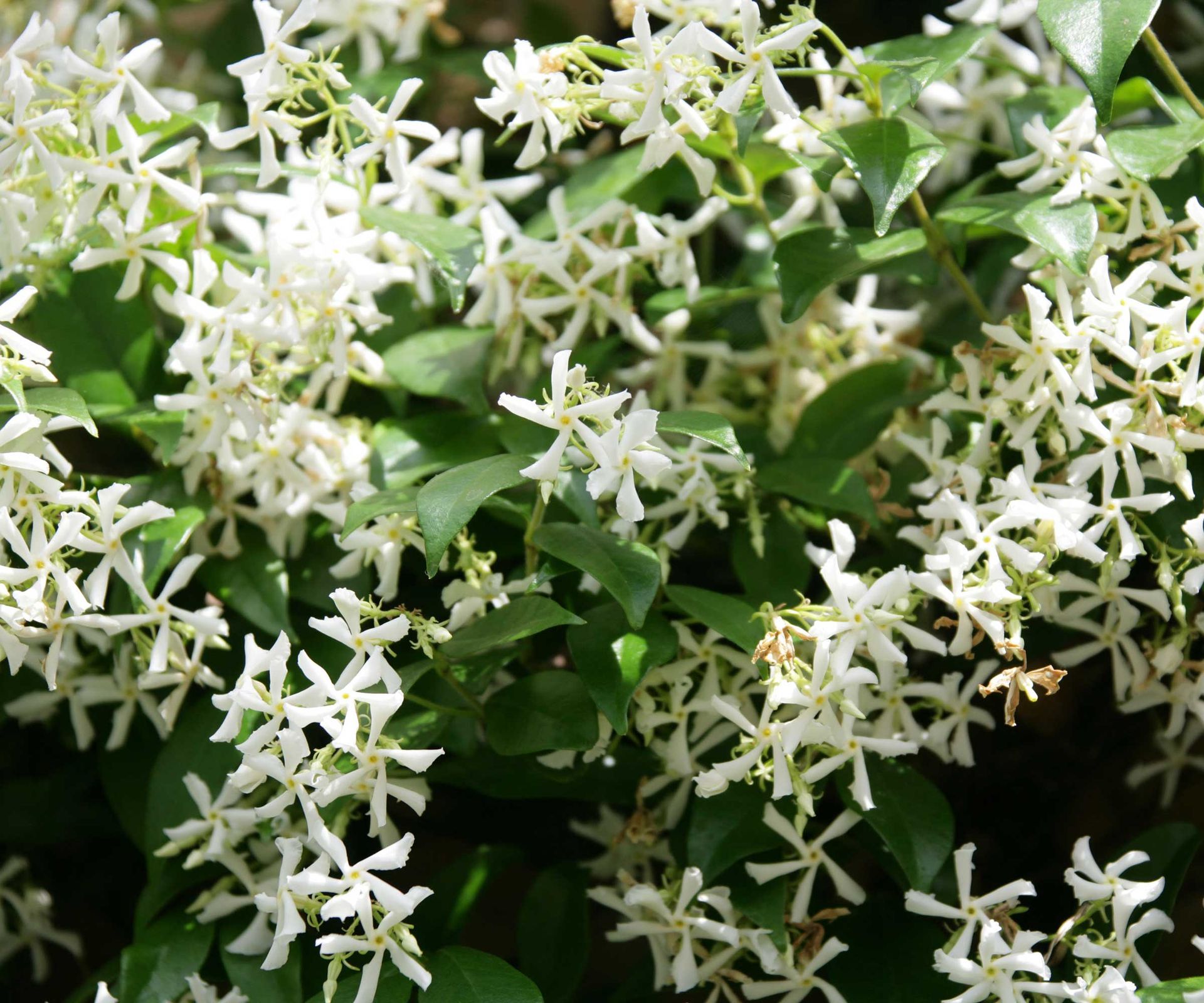 star jasmine in flower