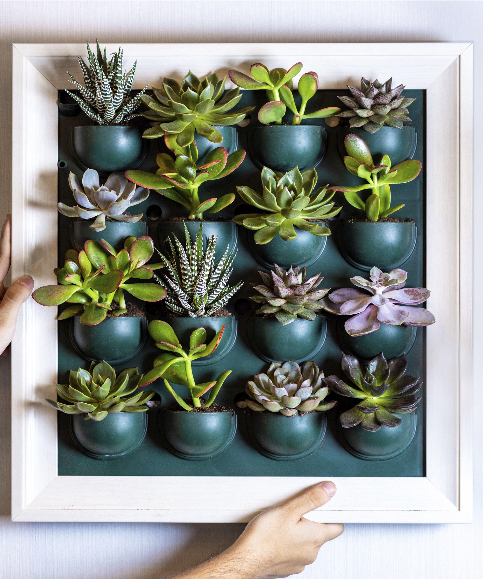 Living wall art succulent