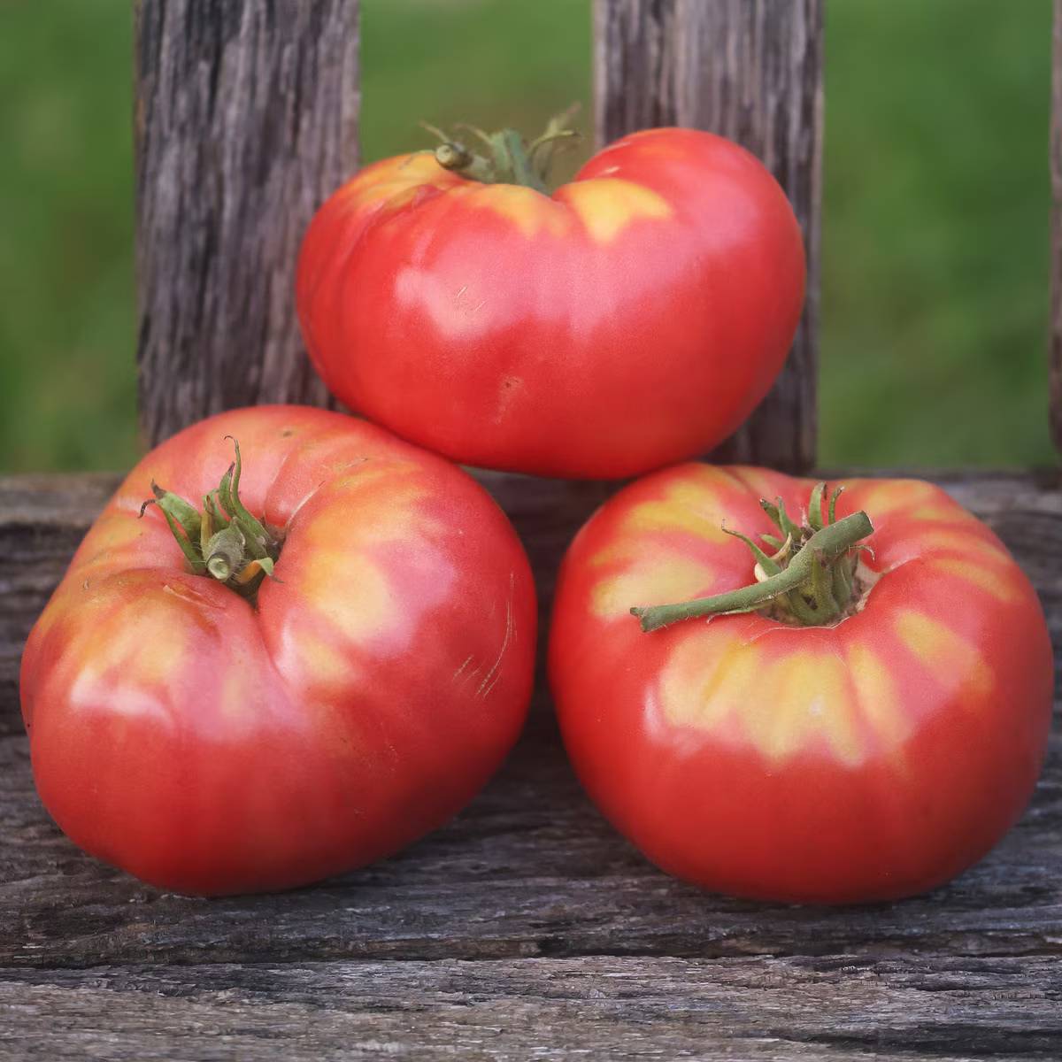 Three red and yellow tomatoes