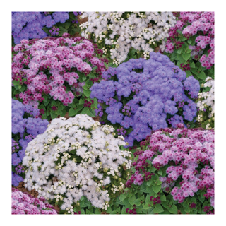 A purple, pink and white ageratum flowers