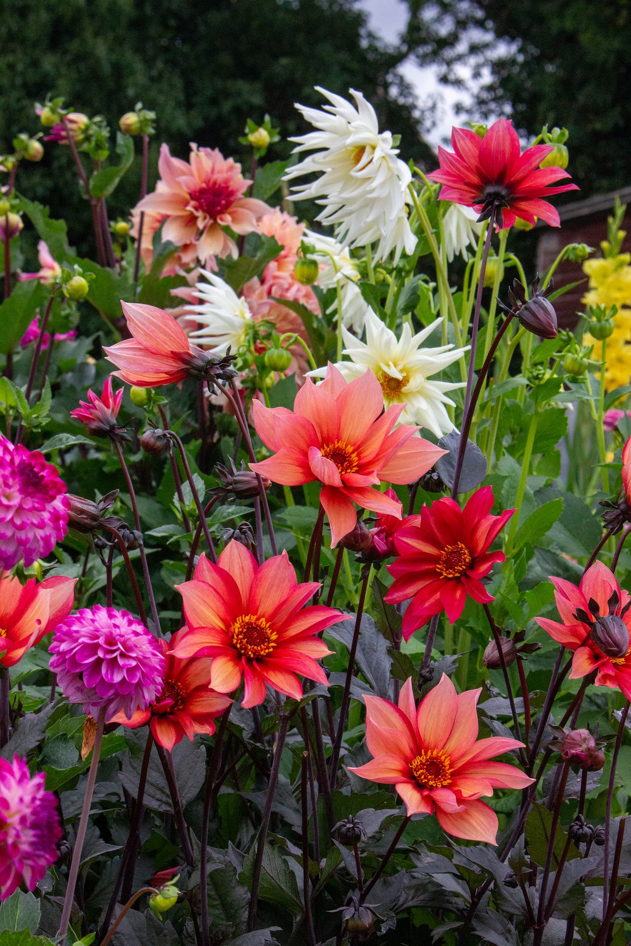 How to grow dahlias fill your garden with summer color Homes & Gardens