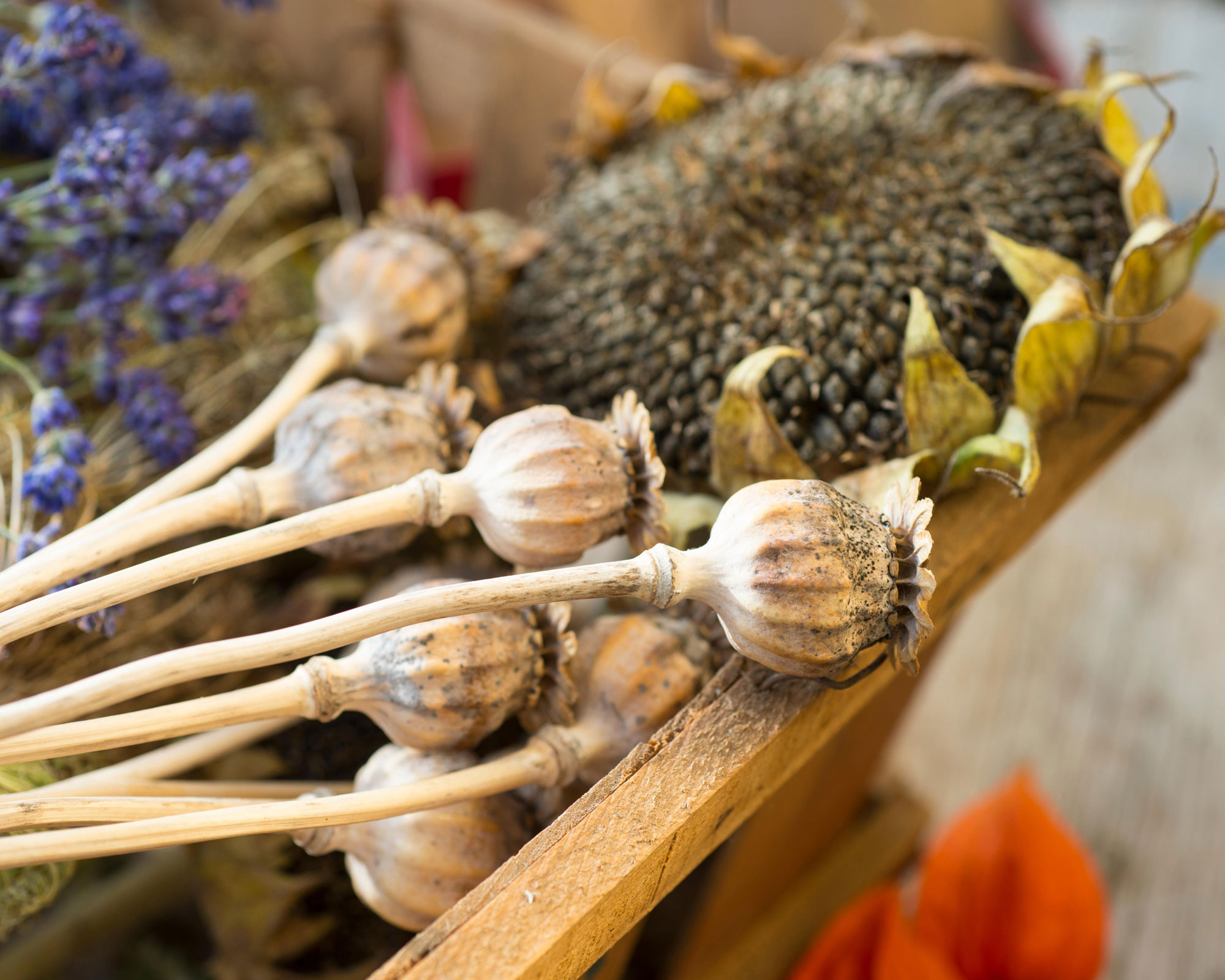 How to get free seeds 7 budgetsaving solutions Gardeningetc