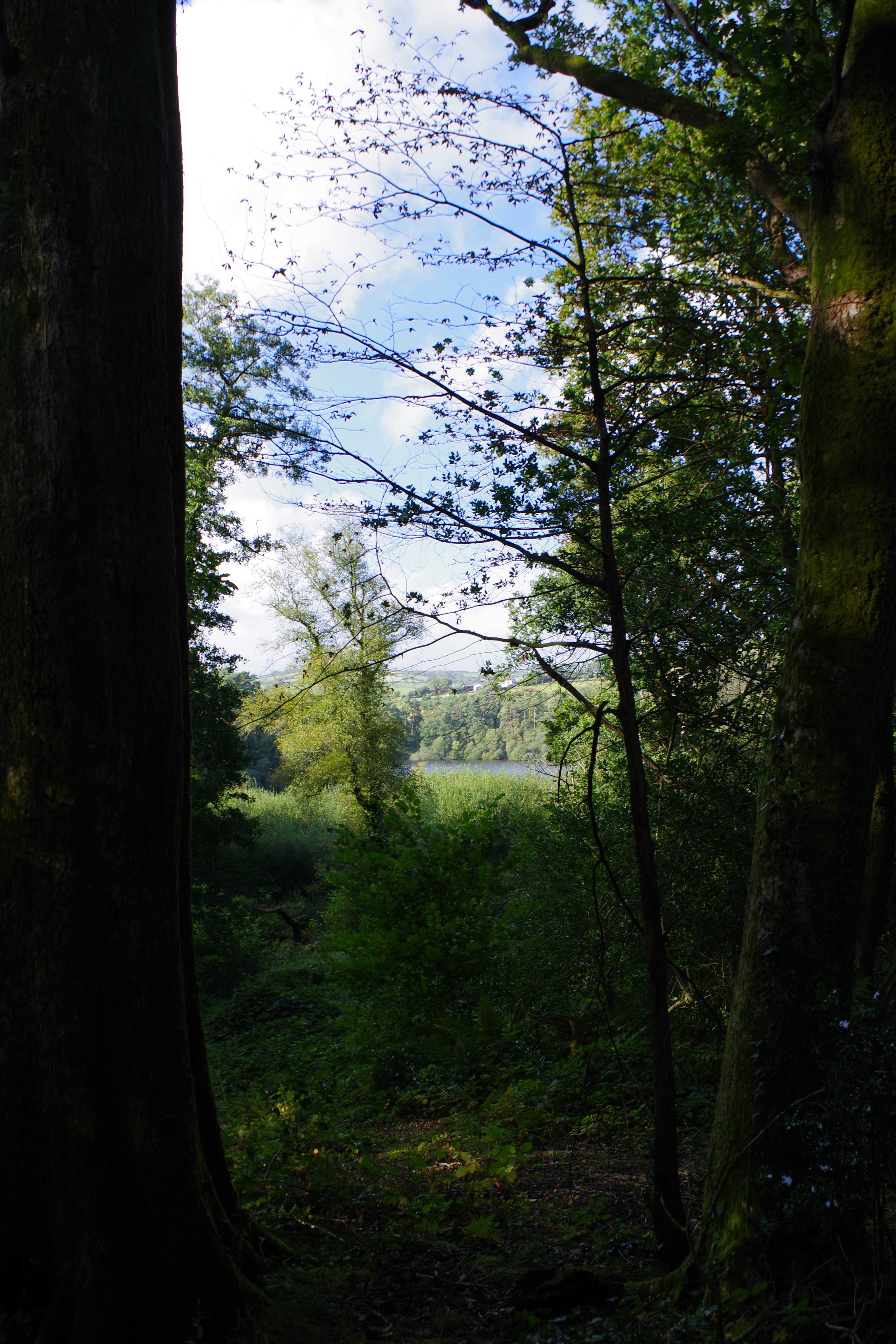 Image of woods and a lake take on the Pentax KF