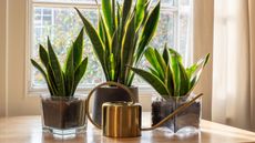 Three snake plants on a window sill with white curtains and a gold watering can on a sunny day