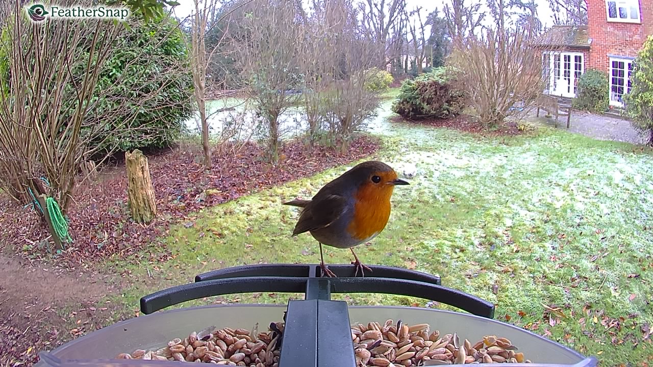 Garden bird on a bird feeder, taken with the FeatherSnap Scout bird feeder camera