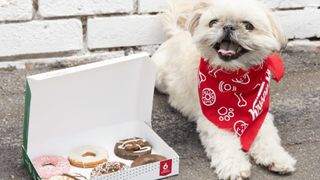 Shih Tzu sat beside box of Krispy Kreme Doggie Doughnuts 