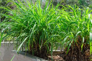 Citronella plant