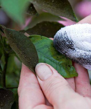 wiping sooty mold from houseplant leaf