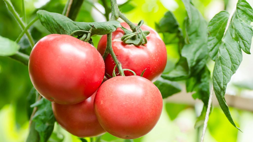 focus on bunch of ripe tomatoes on vine 