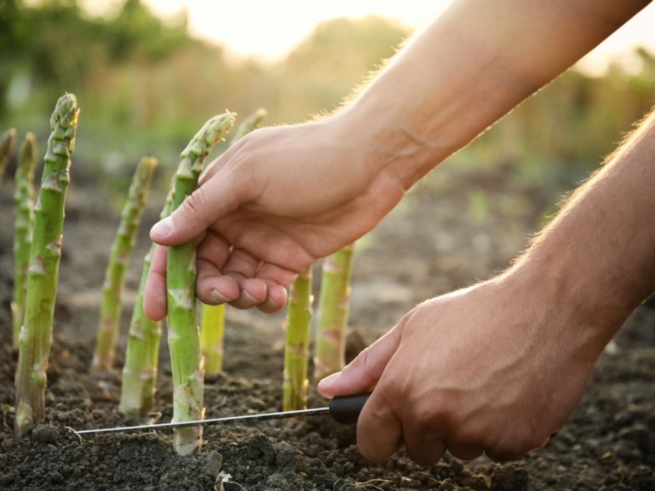 A man using a knife to harvest asparagus