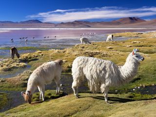 Laguna Colorada (red lagoon) is aptly named. Its startling red colours derive from both dissolved red mineral deposits and algae; these contrast with blinding white white borax deposits. Located in the Bolivian altiplano, close to Chile, this is one of South America's most beautiful salt lakes. Its flamingo and llama visitors also add to its charms – an Eden-like vision of paradise on Earth.