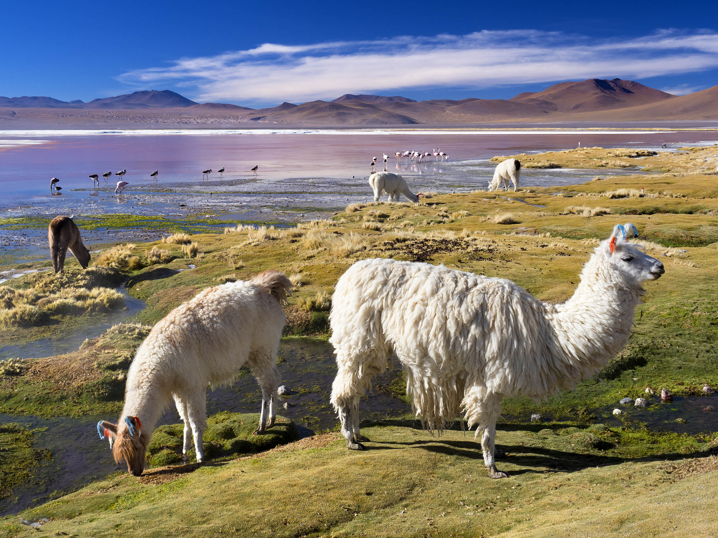 Laguna Colorada (red lagoon) is aptly named. Its startling red colours derive from both dissolved red mineral deposits and algae; these contrast with blinding white white borax deposits. Located in the Bolivian altiplano, close to Chile, this is one of South America&#039;s most beautiful salt lakes. Its flamingo and llama visitors also add to its charms – an Eden-like vision of paradise on Earth.