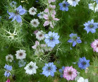 Blue, white and pink nigella flowers