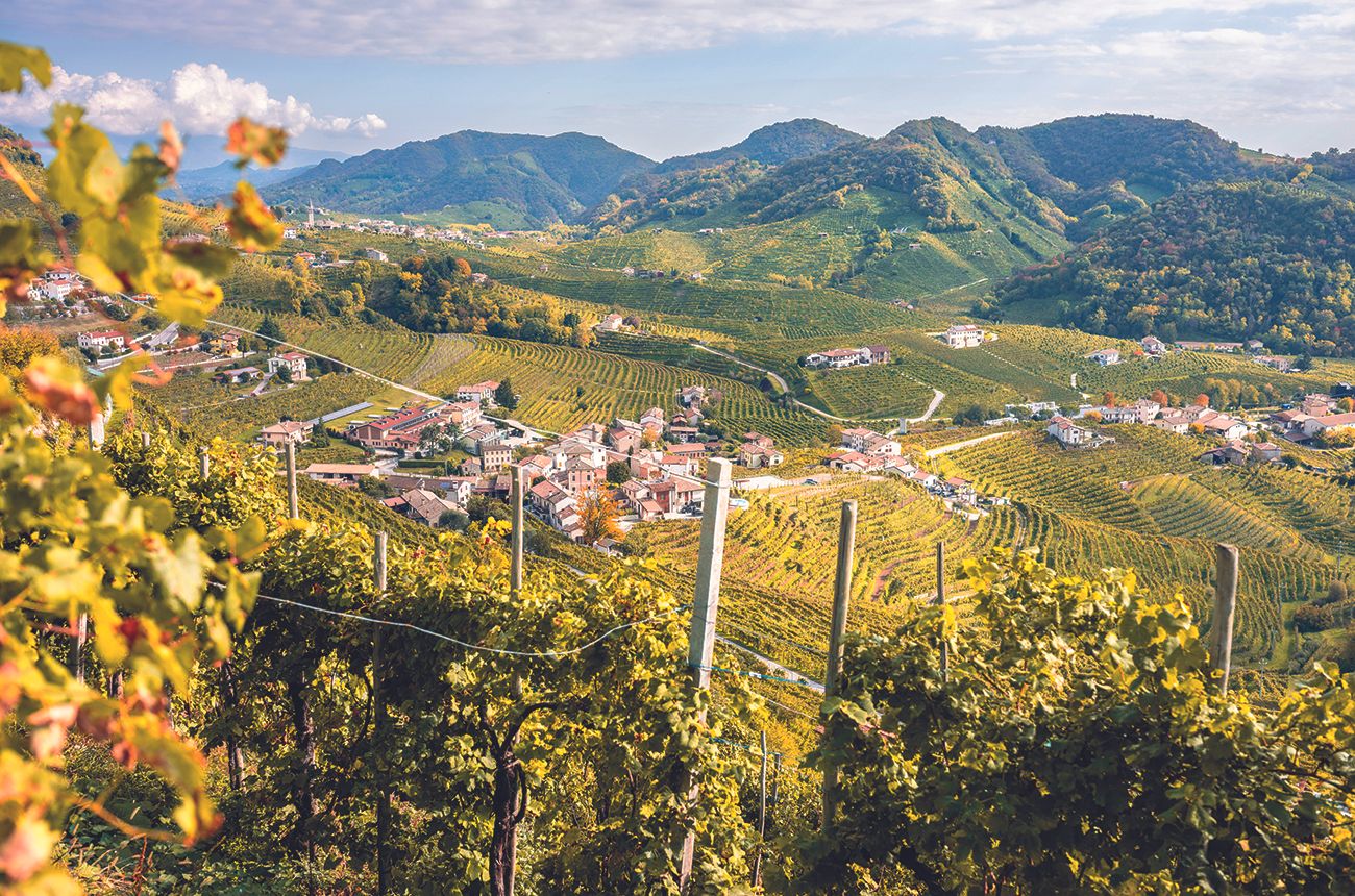 Vineyard scenery