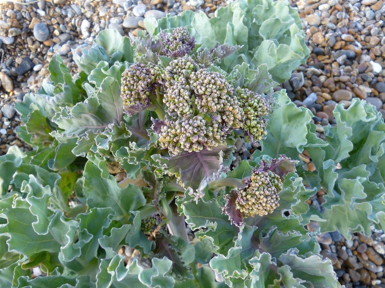 Sea Kale Plant