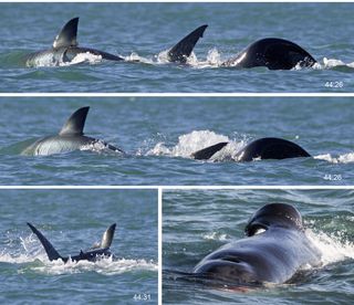 Orca (killer whale) predation timeline shown in collage of images from the video footage.