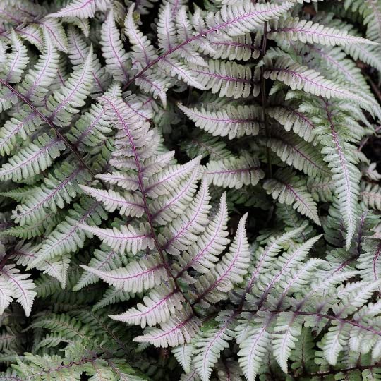 3 Japanese Painted Fern-Hardy Shade Lovers in a 4" Pot. Do Not Order in Extreme Hot or Cold. They Do Not Travel Well in Those Temperatures.