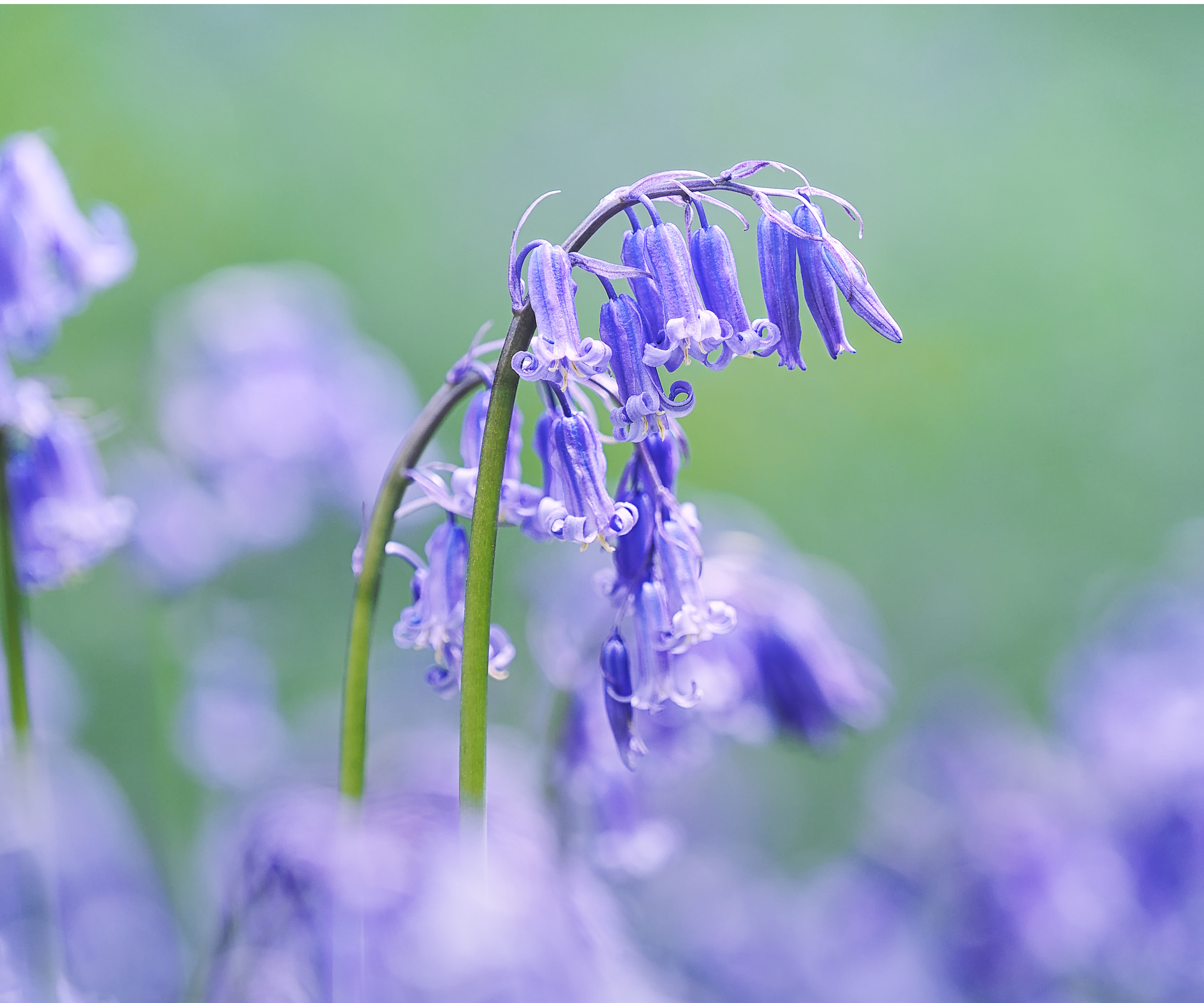 English bluebells