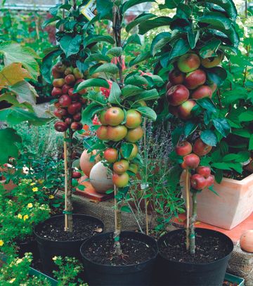 The best fruit trees for small gardens | GoodtoKnow