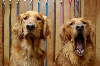 A dog yawns next to a golden retriever looking alert.