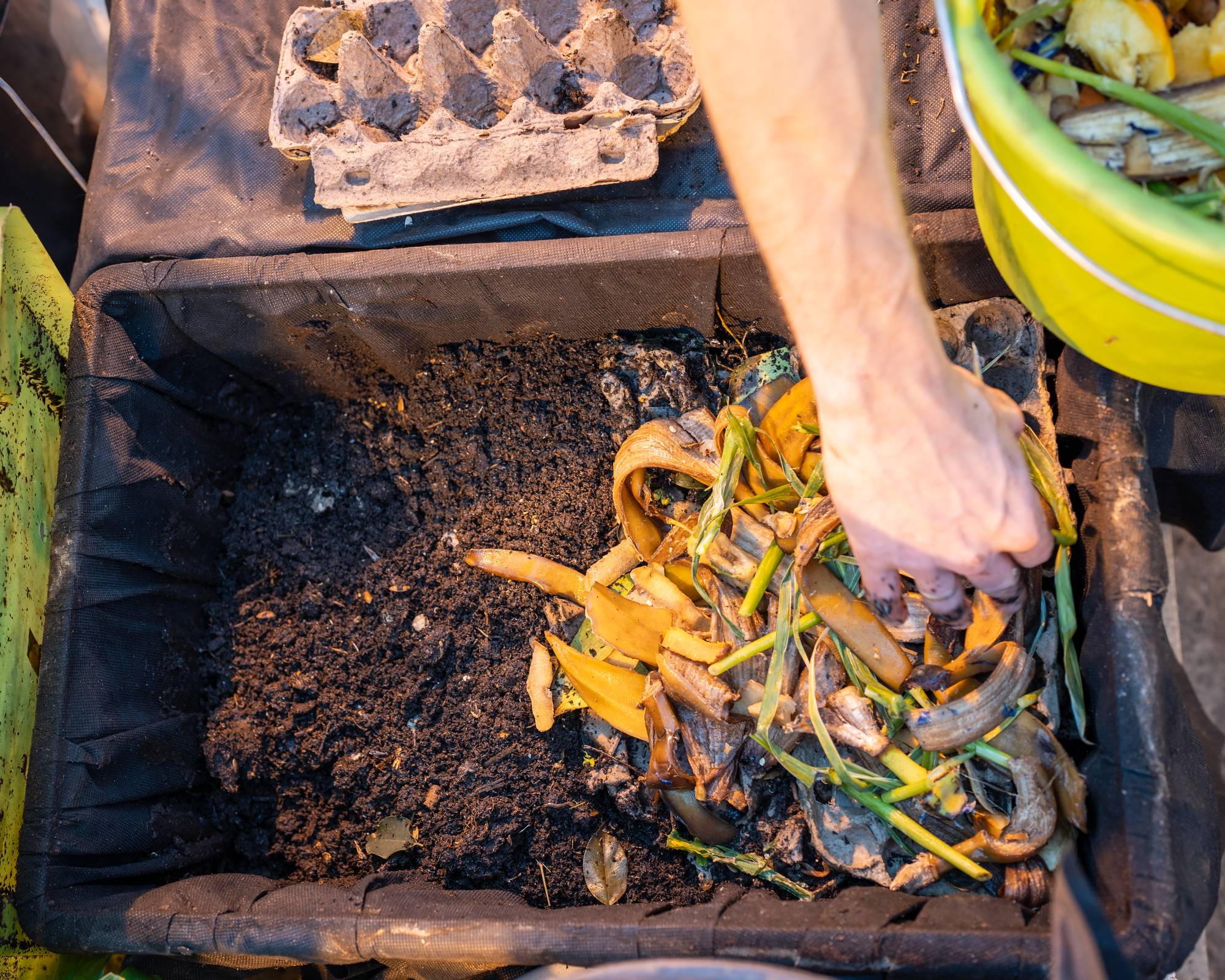 Gardener adds kitchen scraps to worm compost bin