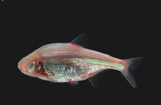 Mexican blind cavefish