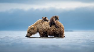 Casey Cooper - Lifeboat “This image is of a mother brown bear carrying her cubs back to shore in Katmai National Park, Alaska, United States. They had napped in low tide after digging for clams for a few hours. They were clearly exhausted and didn’t wake up until the water had risen around them. The cubs were scared and too young to swim. The sow let the cubs get on her back to bring them to safety. I watched as the story unfolded. I had a feeling she would end up putting the cubs on her back and was hoping for just that. Sure enough, once the water rose a bit more, they woke up andm cubs crying, the mother huffed and they knew to climb up and get a ride back to shore. It’s one of my favorite moments I’ve witnessed.” 