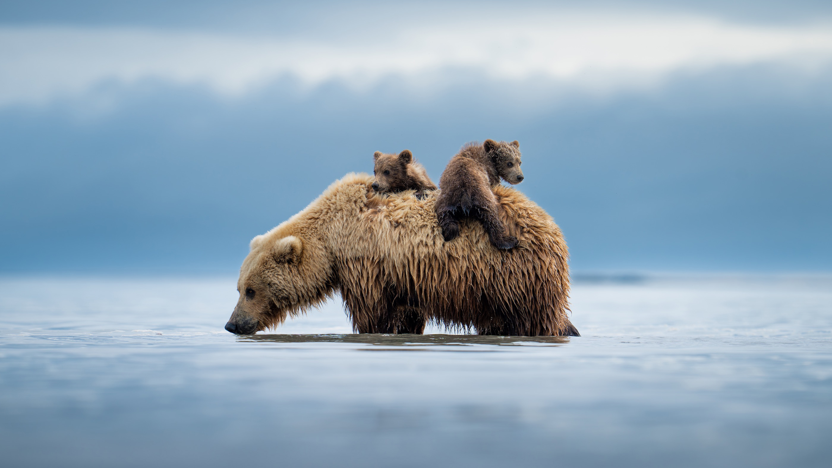 Casey Cooper - Lifeboat “This image is of a mother brown bear carrying her cubs back to shore in Katmai National Park, Alaska, United States. They had napped in low tide after digging for clams for a few hours. They were clearly exhausted and didn’t wake up until the water had risen around them. The cubs were scared and too young to swim. The sow let the cubs get on her back to bring them to safety. I watched as the story unfolded. I had a feeling she would end up putting the cubs on her back and was hoping for just that. Sure enough, once the water rose a bit more, they woke up andm cubs crying, the mother huffed and they knew to climb up and get a ride back to shore. It’s one of my favorite moments I’ve witnessed.” 