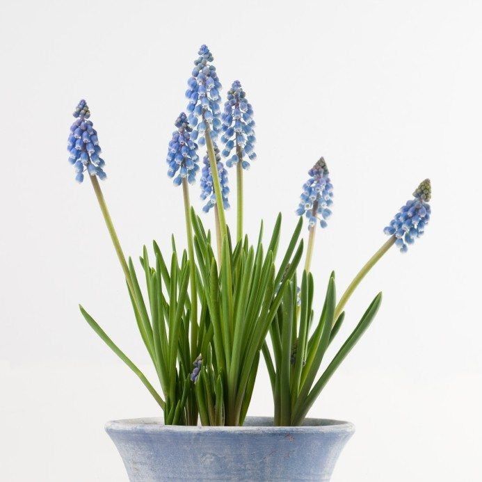 Potted Grape Hyacinth Plant