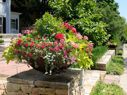 Thriller Filler Spiller Flowers In A Container