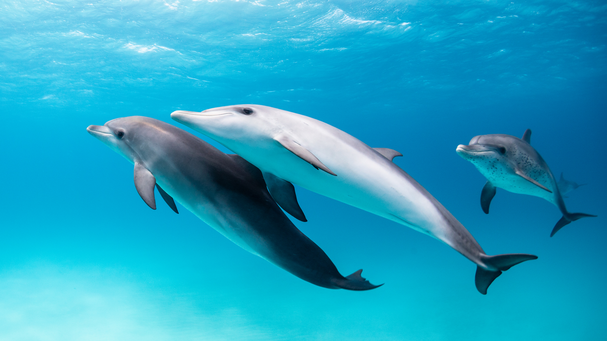 Three dolphins swim in a bright blue ocean