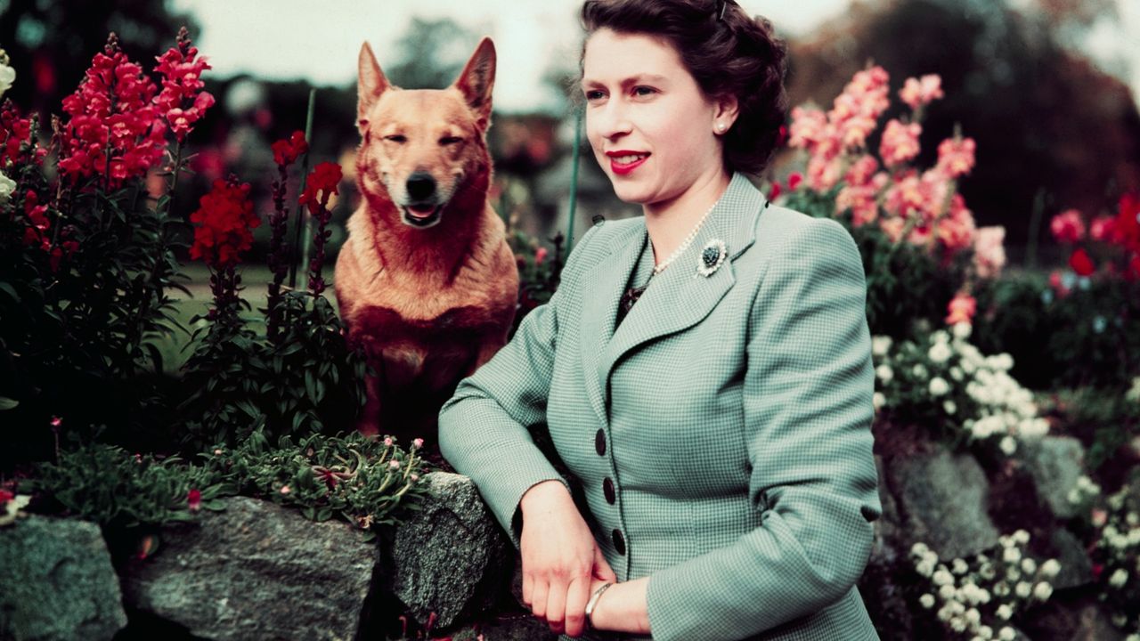 Queen Elizabeth II of England at Balmoral Castle with one of her Corgis, 28th September 1952